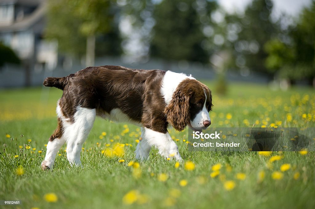 Spaniel Springer caminha na As margaridas - Royalty-free Animal Foto de stock