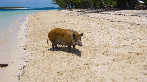 istock Pig Beach, Bahamas 915124544