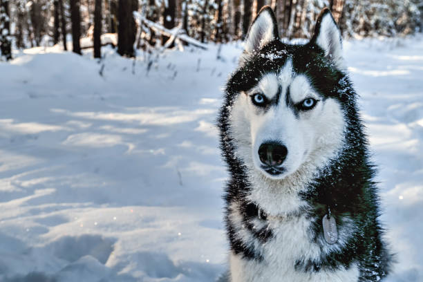 istock Portrait siberian husky in winter 915124834