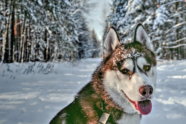 istock Cute siberian husky in the 915124984