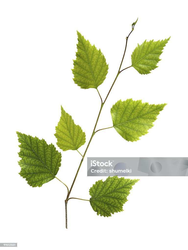 Ветви березы с молодые зеленые листья - Стоковые фото Берёза роялти-фри