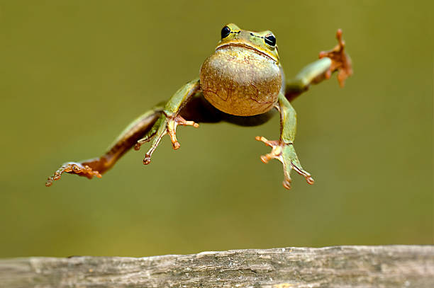 istock Frog jumping with throat bulging 91512775