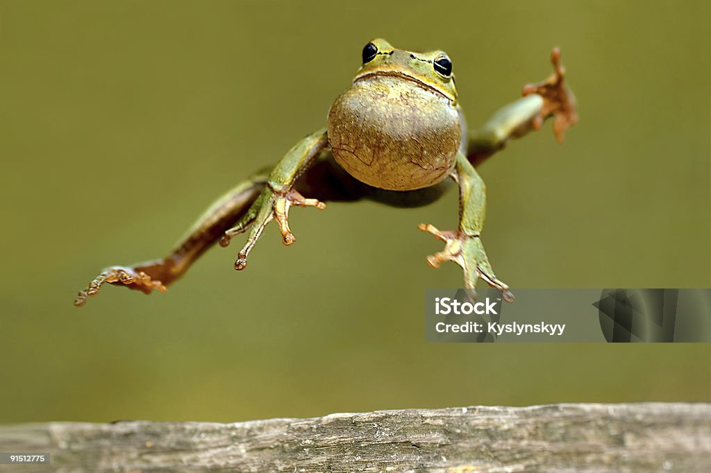 Frog jumping with throat bulging Ukraine, natural environment of dwelling, during marriage games. Amphibian Stock Photo