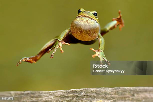 Frog Jumping With Throat Bulging Stock Photo - Download Image Now - Amphibian, Animal, Animal Wildlife