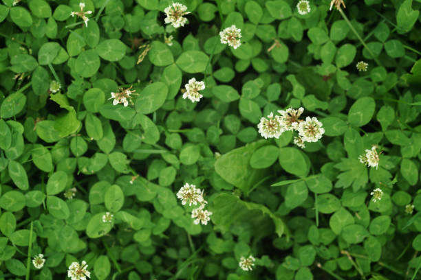 istock white clover on the meadow in summer day 915127838