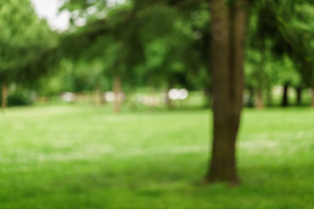 istock city park blurred background for your project 915127946