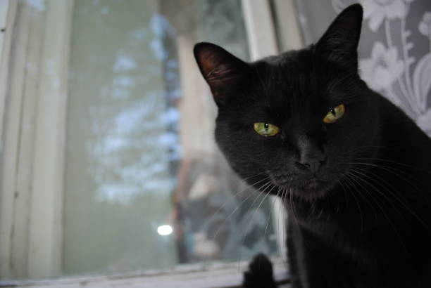 istock black cat sitting on the window fat 915128894