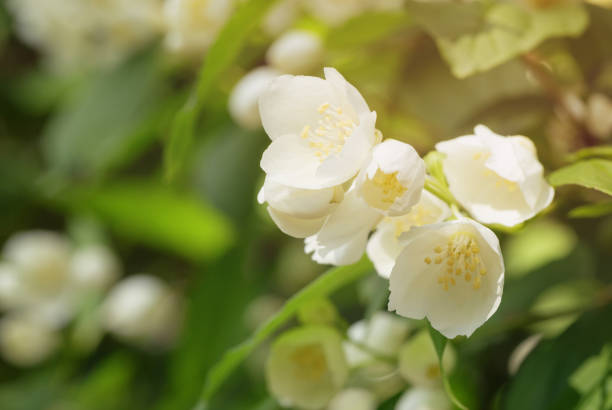 istock closeup jasmine flowers in sunny day 915129120