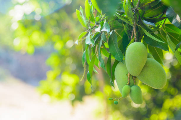 istock Closeup of green mango hanging,mango field,mango farm. 915131082