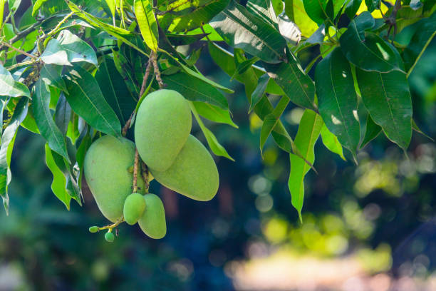 istock Closeup of green mango hanging,mango field,mango farm. 915131380