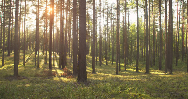 istock summer pine forest in sunny day 915131576