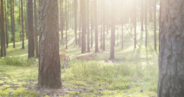 istock summer pine forest in sunny day 915131600