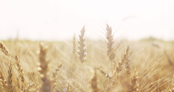 istock ears of wheat at warm summer sunset light 915131786
