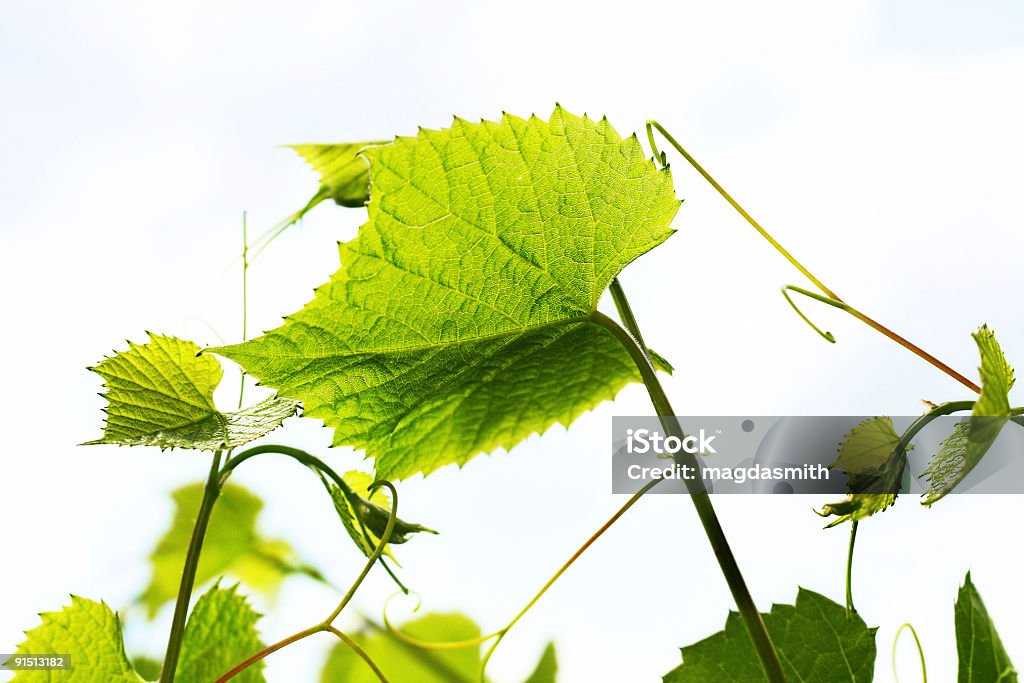 Foglie di UVA - Foto stock royalty-free di Ambientazione esterna