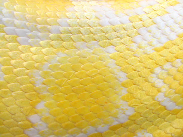 Albino Cobra pele Macro - fotografia de stock