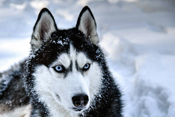 istock Husky dog lying in the 915132638