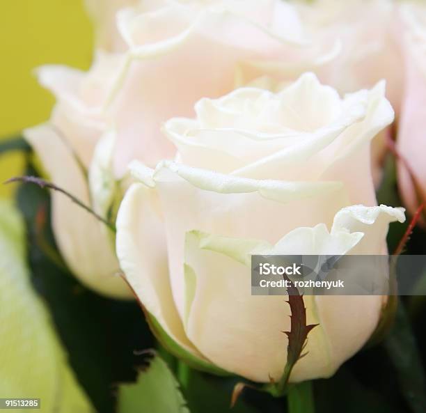 Beautiful Wedding Bunch Of Pale Pink Roses Stock Photo - Download Image Now - Anniversary, Beauty In Nature, Beige