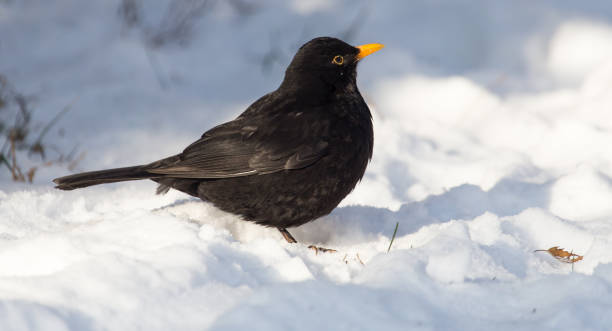 istock Starling on snow in winter 915133236