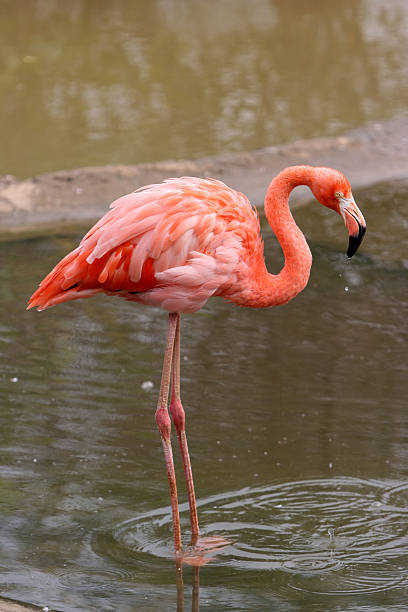 Pink Flamingo stock photo