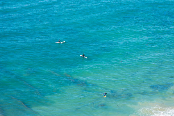 istock Surfing in Laguna Beach 915135772
