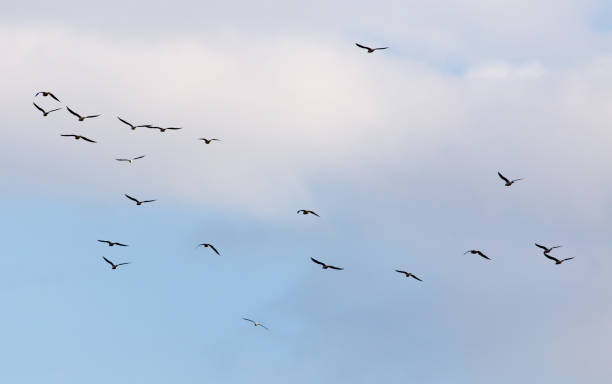 istock A flock of seagulls flying in the sky 915136170