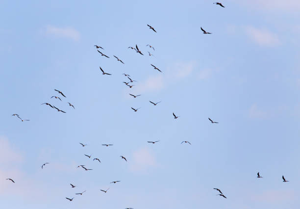 istock A flock of seagulls flying in the sky 915136362