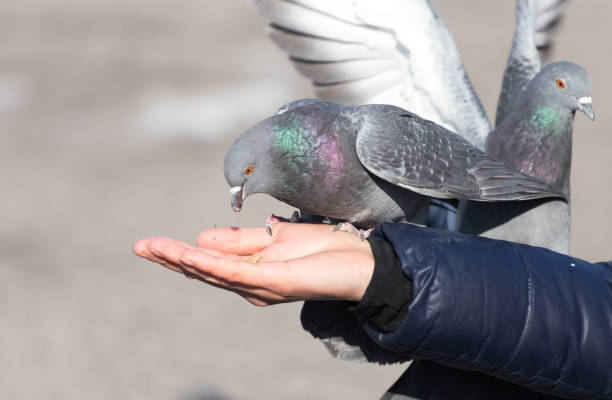 istock Pigeon on the hand on nature 915136370