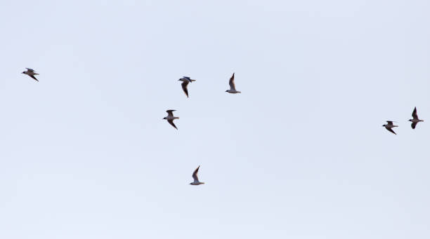istock a flock of seagulls in the sky at sunset 915136852