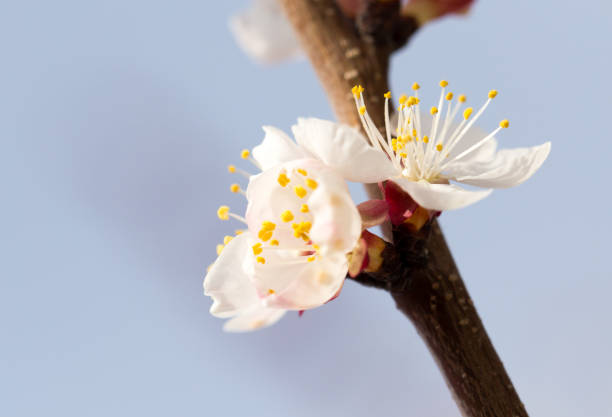 istock apricot flowers on a tree in nature 915136920
