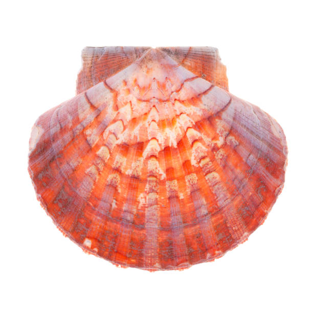 istock Scallop (Pecten maximus), backlit macro photography 915137088