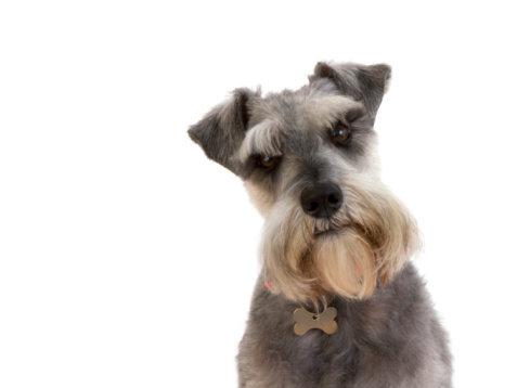 Schnauzer (Salt & Pepper) looking directly at camera.