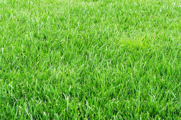 campo de hierba cerca. textura de hierba verde - georgia football fotografías e imágenes de stock
