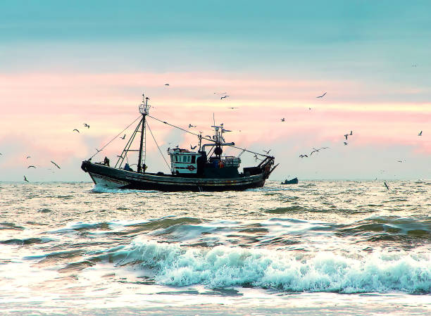 fshing statek otoczony mewami na oceanie atlantyckim o zachodzie słońca - sea nautical vessel fisherman fishing industry zdjęcia i obrazy z banku zdjęć