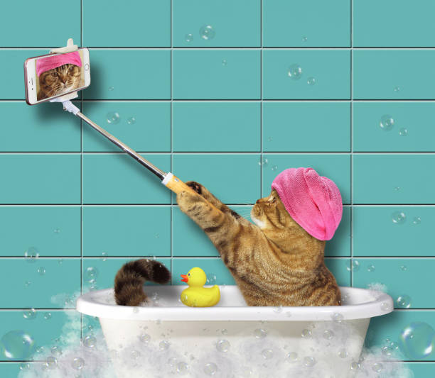 istock Cat with phone in the bathroom 2 915139704