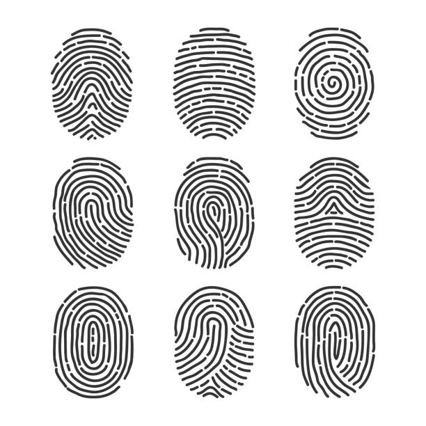 ilustrações, clipart, desenhos animados e ícones de uma impressão digital, um conjunto de impressões digitais. - fingerprint thumbprint human finger track