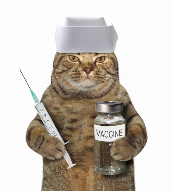 istock Cat doctor with a syringe 915139892