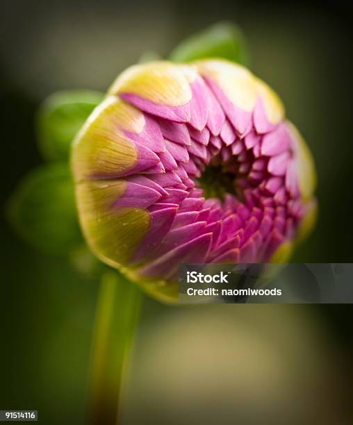 Dália Botão - Fotografias de stock e mais imagens de Botão - Estágio de flora - Botão - Estágio de flora, Flor, Cor de rosa