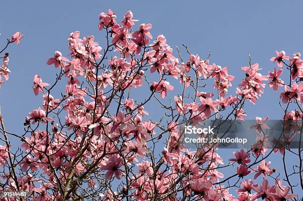 Magnolia Stockfoto und mehr Bilder von Baum - Baum, Baumblüte, Blume