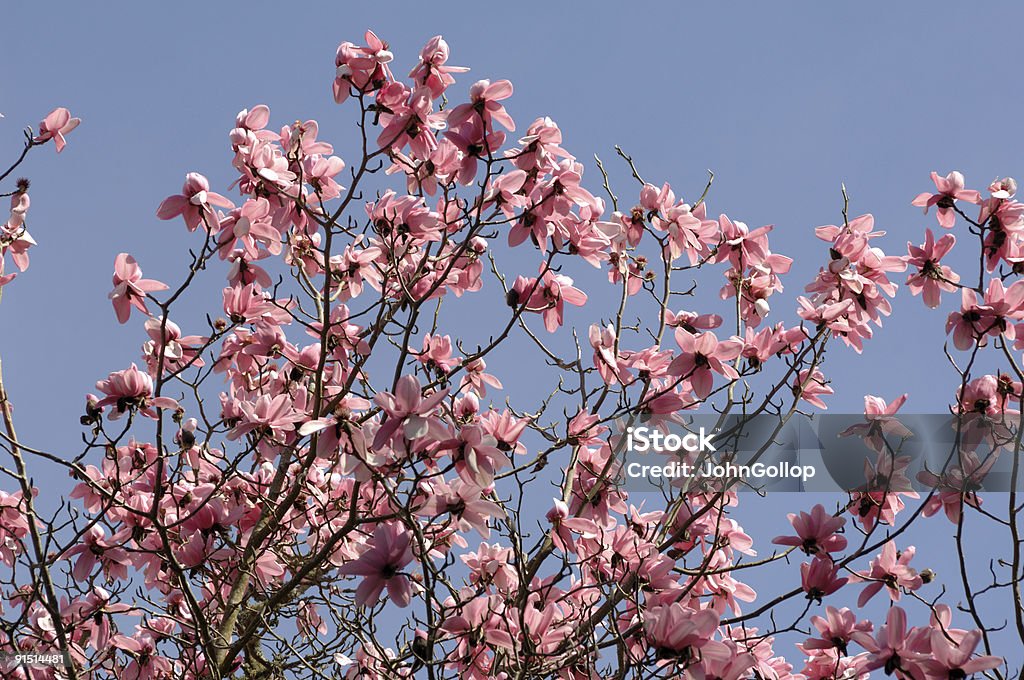 Magnolia - Foto stock royalty-free di Albero