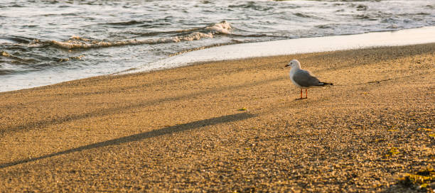 istock Seagull on the beach. 915147424