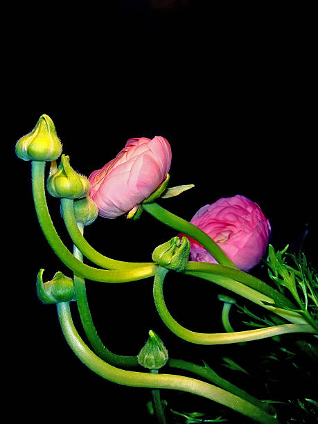 istock Close up of small flowers 91514896