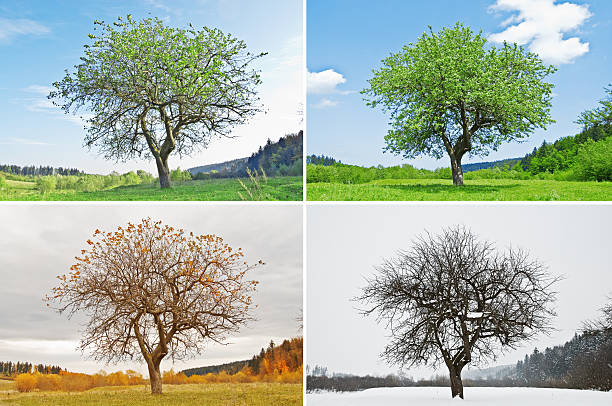 season alone tree in for season bare tree photos stock pictures, royalty-free photos & images