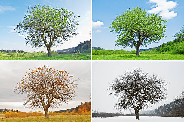 sezon - four seasons season tree winter zdjęcia i obrazy z banku zdjęć