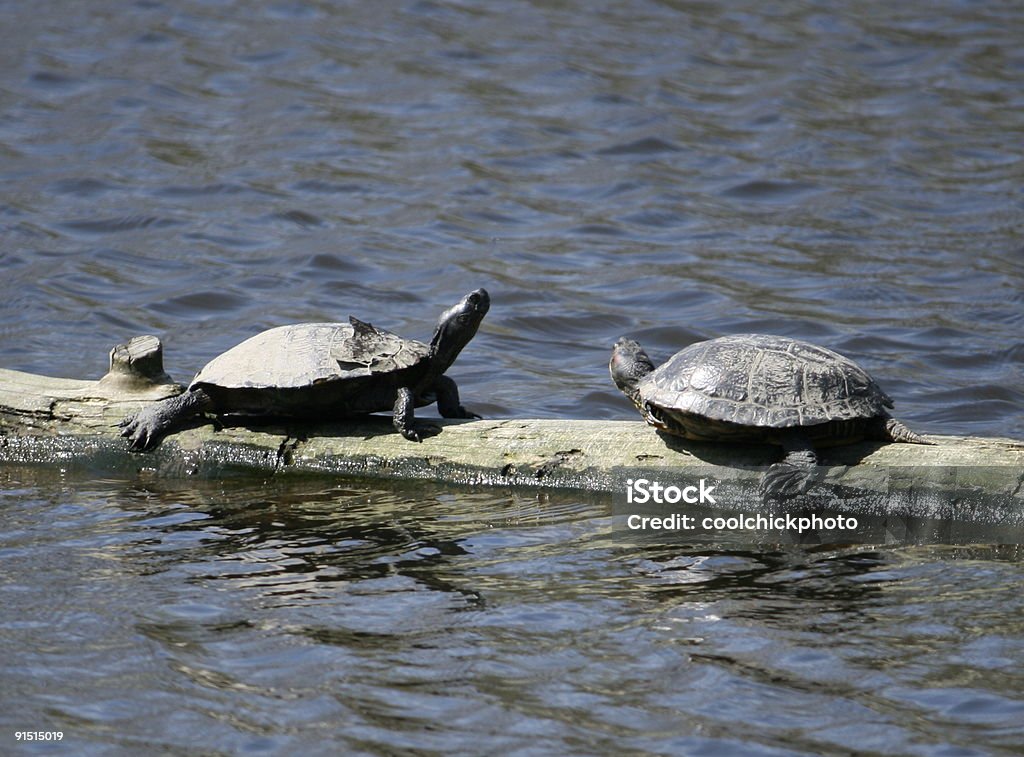 Dos tortugas - Foto de stock de Agua libre de derechos