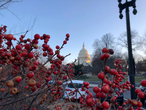 istock red berries and Capitol Hill 915150904