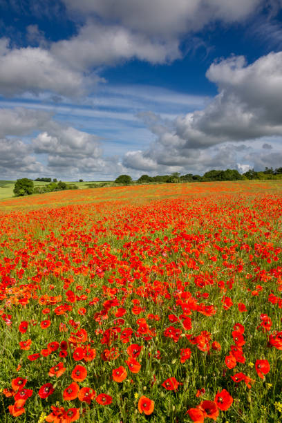 istock Blandford, Dorset, England 915151268