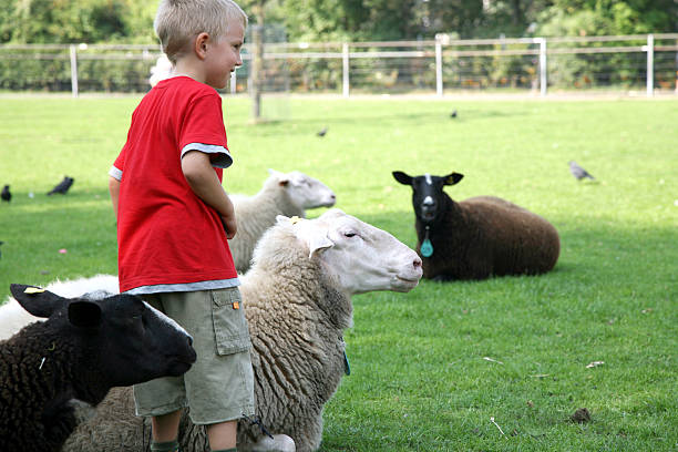 istock Boy on farm by summer - sheep 91515127
