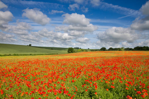 istock Blandford, Dorset, England 915151276