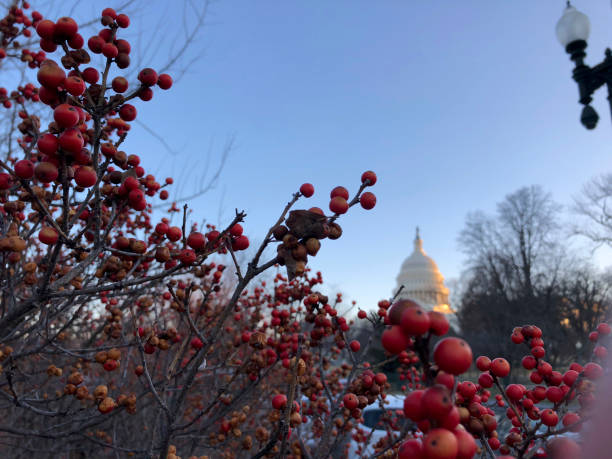 istock red berries and Capitol Hill 915151388