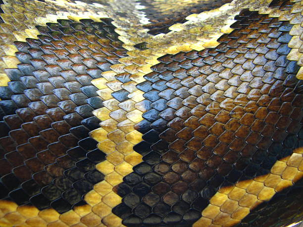Python Snake Skin Pattern stock photo